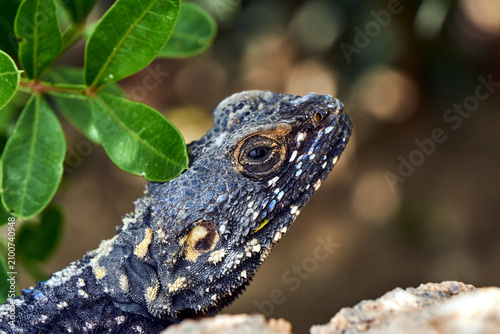 Bild auf Leinwand Head of a Hardun agama lizard on the island of Rhodes