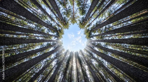 Картината върху платно Low angle view looking up at tall pine trees converging in a circle against a blue sky with sunbeams