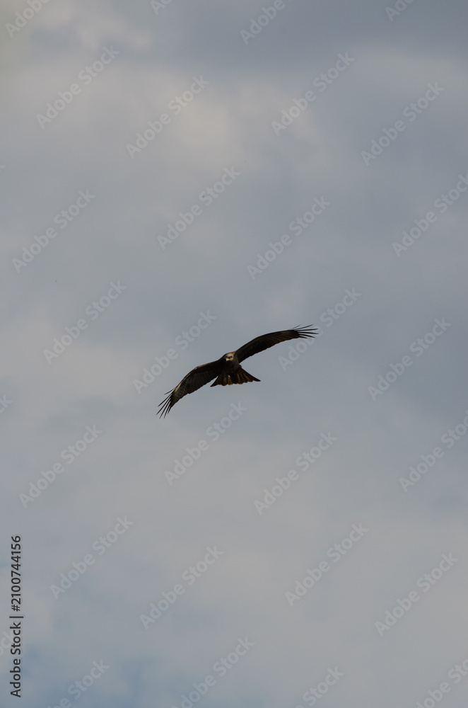 Obraz premium hawk