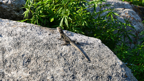 Fotografija Himalayan rock agama on granite - Himalayan rock agama (Laudakia tuberculata) ba