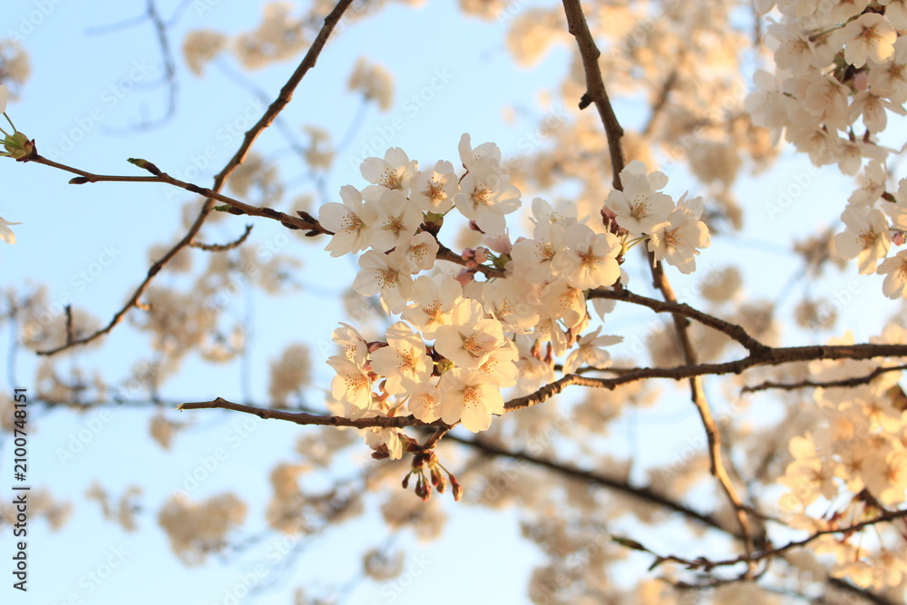 Naklejka premium The sunset and spring cherry blossoms