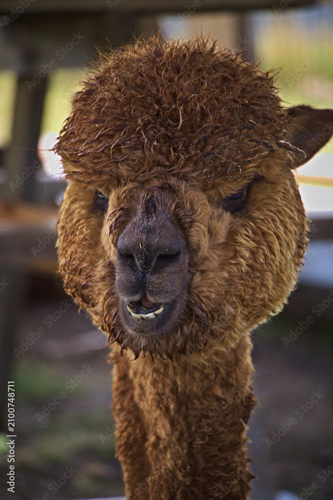 Obraz premium Funny portrait of a brown fluffy alpaca showing teeth close-up