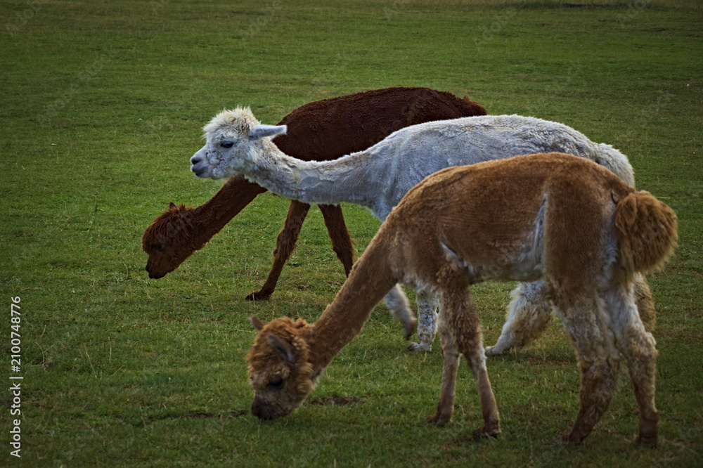 Obraz premium Three alpacas of different colors grazing on green grass field