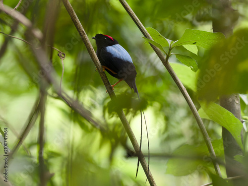 фотографія long tailed manakin
