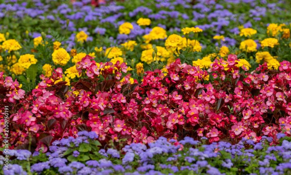 Obraz premium Marigolds and other colorful flowers in a flowerbed 
