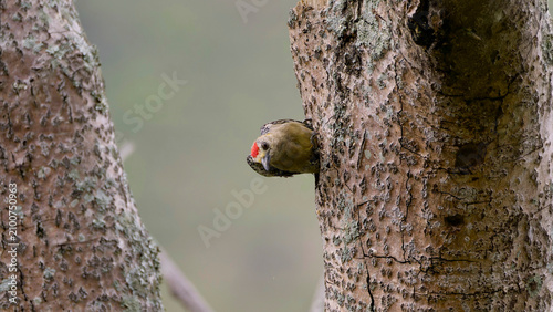 woodpecker on a tree