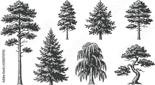 Vintage hand drawn pine trees collection, set of 7 detailed conifer and evergreen tree sketches, black and white forest botanical vector illustrations