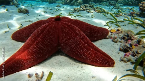 Underwater close up of a vibrant red starfish resting on the sandy ocean floor with coral and seagrass surrounding it