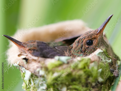 hummingbird chicks 