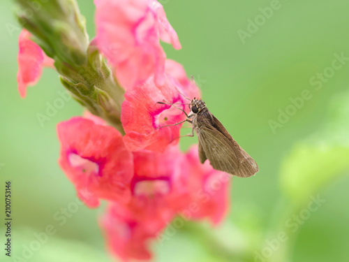 butterfly on pink flower