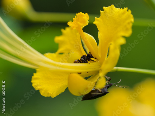 bee on yellow flower
