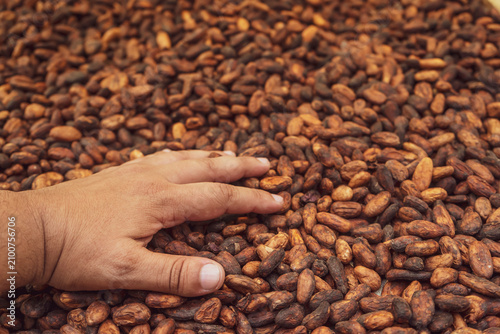 Photography Aromatic cocoa beans as a background
