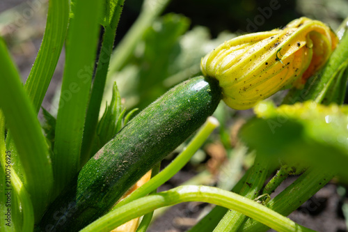 Young green zucchini. Growing vegetables in the garden.