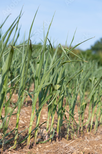 Photo of a crop of maize that is suffering from the effects of severe drought