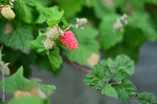 raspberries