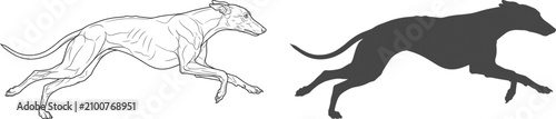 Fotografie Running Greyhound Dog Outline and Dark Silhouette Vector Illustration Set for De