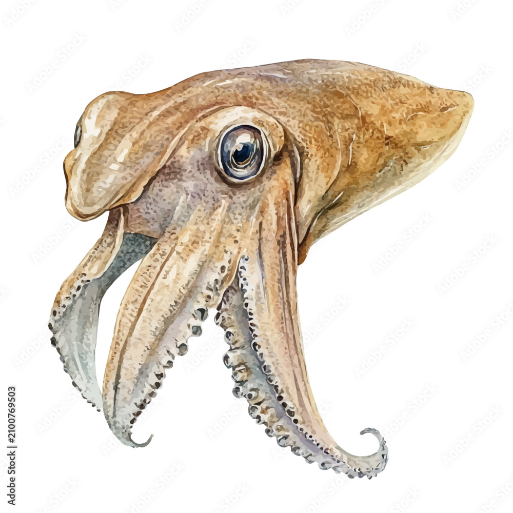 Fototapeta premium Cuttlefish Soft And Charming, cute watercolor illustration with intricate patterns and vibrant splashes, isolated on a white background.