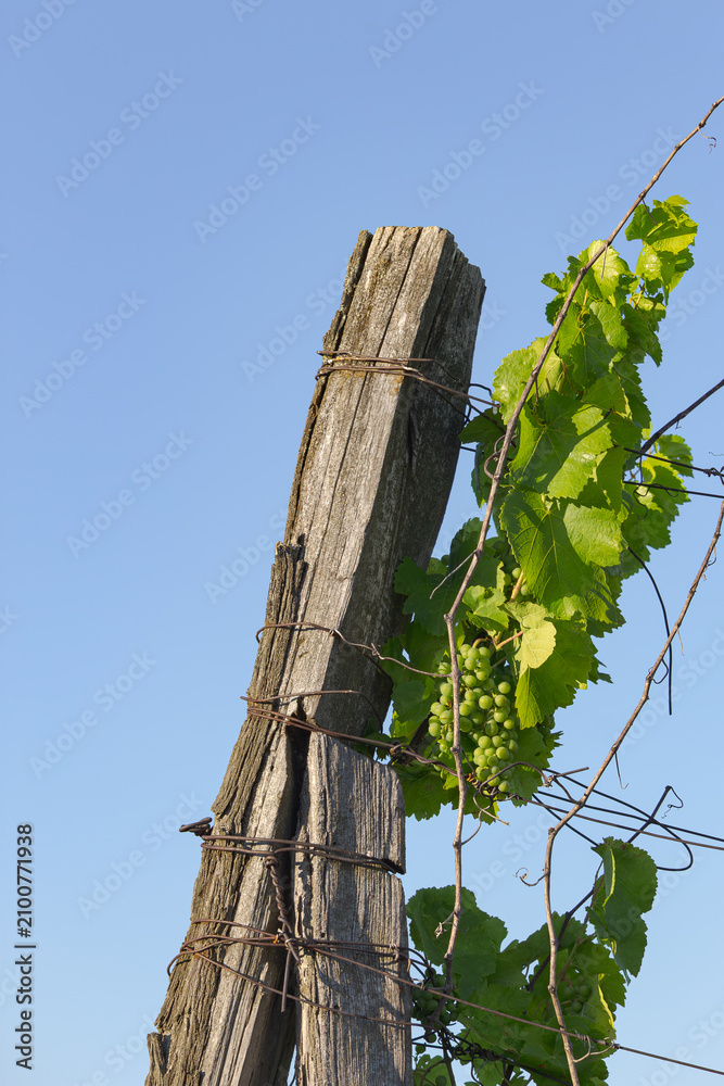 Fototapeta premium A detail of a grapes hanging on the leaves under the blue sky