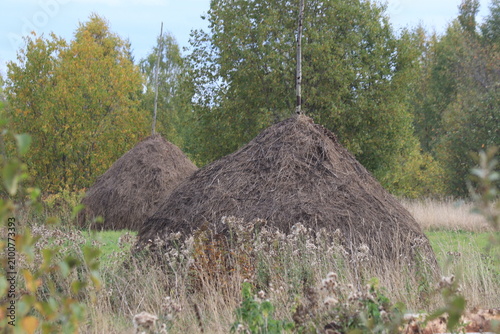 Foto two haystacks in a meadow in the autumn forest