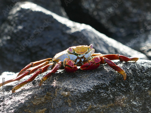 Sally lightfoot crab of Galapagos islands on volcanic rock front view