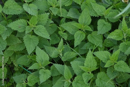 pokrzywa
