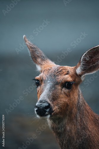 Canvas Print Close-up portrait of a wild black-tailed deer (Odocoileus hemionus columbianus) in its natural forest habitat in British Columbia, Canada