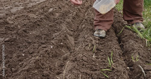 Farmer's hand carefully planting organic seeds into a furrow of rich, cultivated soil. Manual sowing process for growing fresh vegetables in a garden, illustrating agriculture and food production.