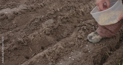 Close-up of a farmer's hand planting seeds one by one into fertile soil, preparing for the spring growing season with careful manual labor in a freshly plowed agricultural field.