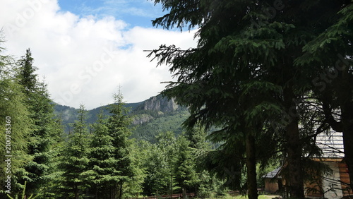 Blue sky over green Tatra Mountains slope framed by pines, Poland