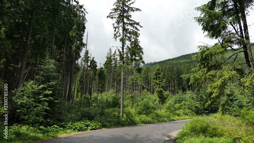 Winding road through pine forest below Tatra Mountains, Poland