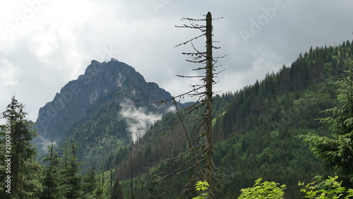 Solitary dead tree silhouette against sharp Tatra Mountains peak, Poland