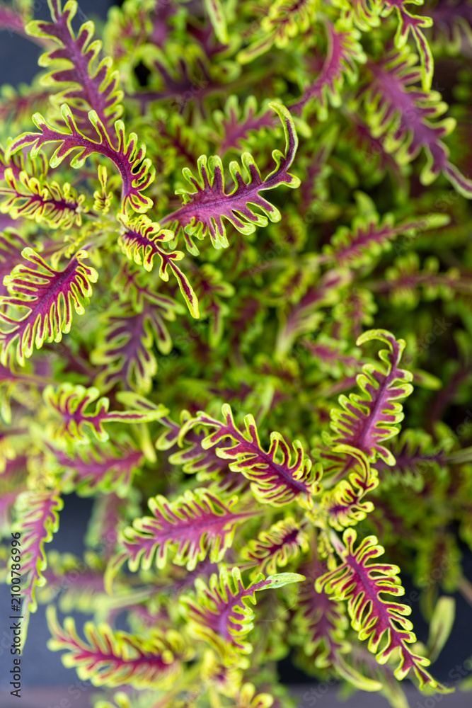 Fototapeta premium Close up of Coleus Skeletal Plant