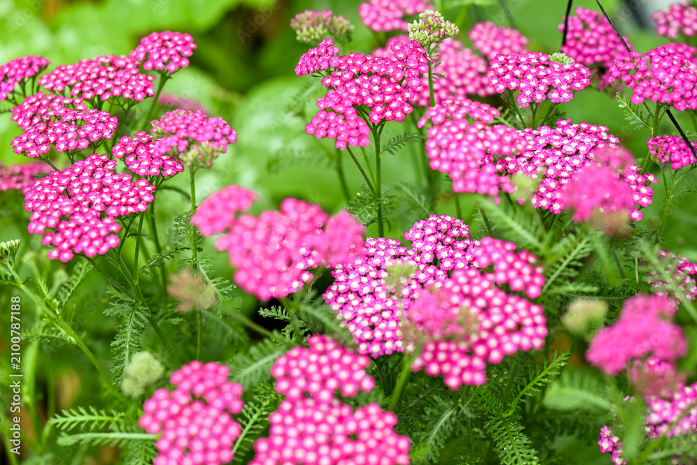 Obraz premium Vintage Violet Yarrow Achillea Millefolium Flowers Growing in Summer Garden