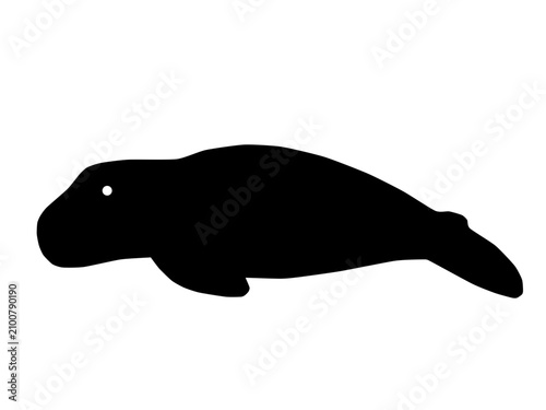 Quadro em tela A manatee gliding horizontally through water with its large paddle-like tail extended behind its rounded body in a side view