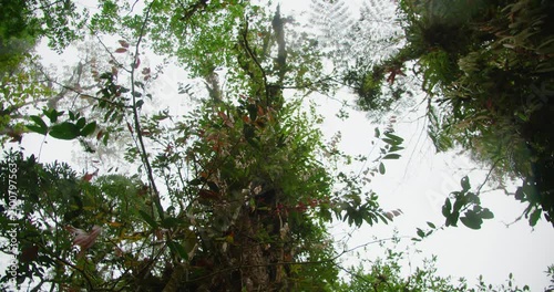Looking up at tall tree trunk covered in epiphytic plants and orchids against soft white sky