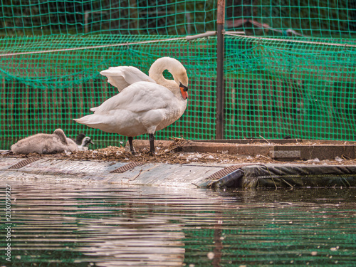 Schilderij op canvas Mute swan with baby cygnet on a nesting platform at a bird sanctuary