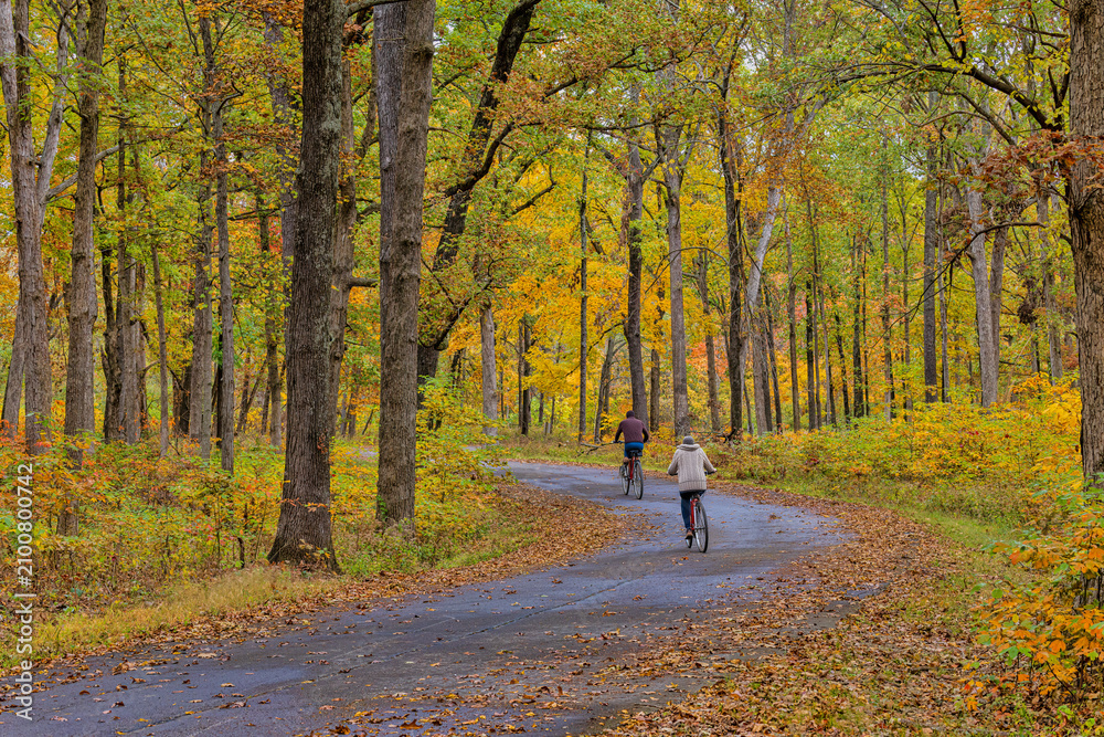Fototapeta premium 63876-040.13 Couple riding bicycles along a road lined with fall color Marion Co. IL