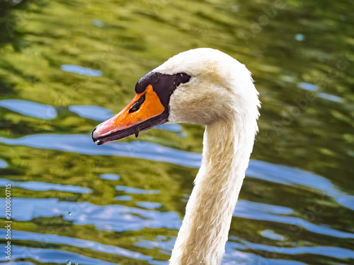 Foto Close-up of a white mute swan (Cygnus olor) on a lake with sunlight reflecting o