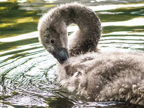 Schilderij op canvas Young grey cygnet preening its downy feathers on a calm pond surface in sunlight