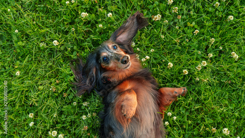 Fotografie Saint-Petersburg, Russia - June 30 2026, close-up view of a cheerful long-haired dachshund lying on green grass, at daytime, St