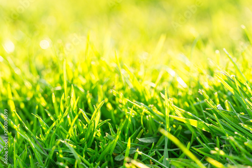 Soft blurred green and yellow grass blades create a dreamy natural texture, glowing meadow scene