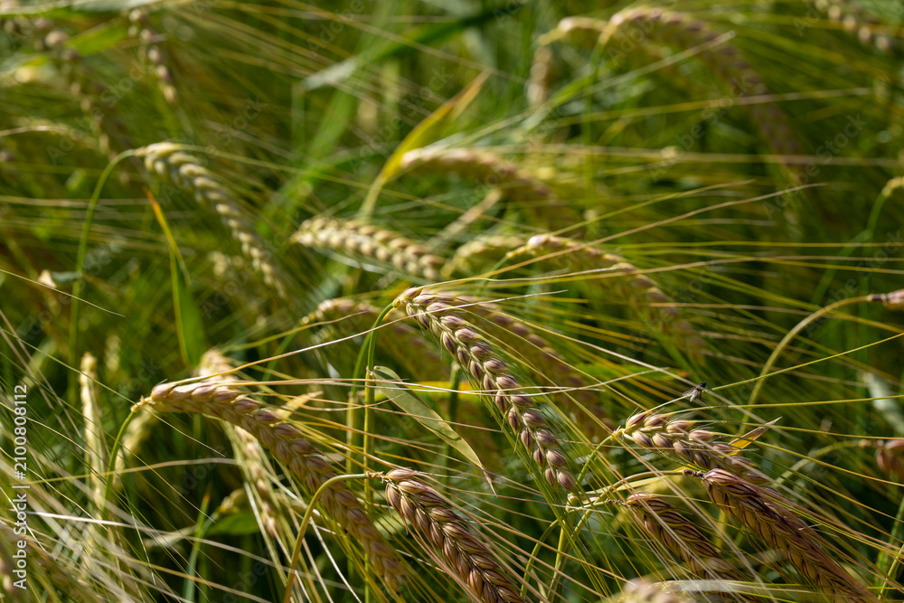 Obraz premium Ripening wheat or barley ears catch the warm sunlight in a rural farm field, with a tiny fly resting peacefully on a grain kernel.