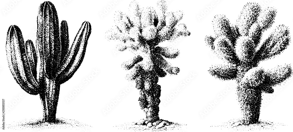 Obraz premium Set of three black and white stippled cactus botanical illustrations showing saguaro cholla and teddy bear cholla for botanical background poster and label design