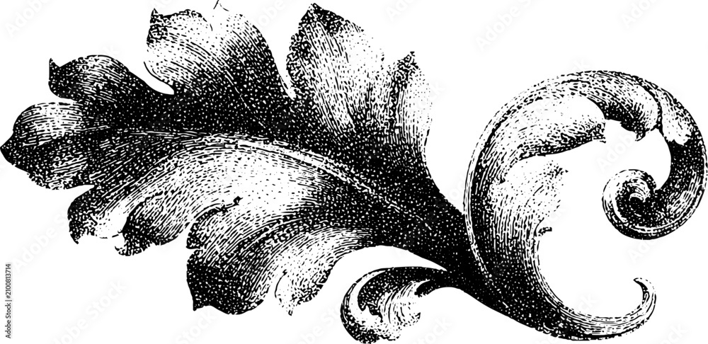 Fototapeta premium Ornamental acanthus leaf with curled scroll in black and white engraving for vintage decorative element and design accent