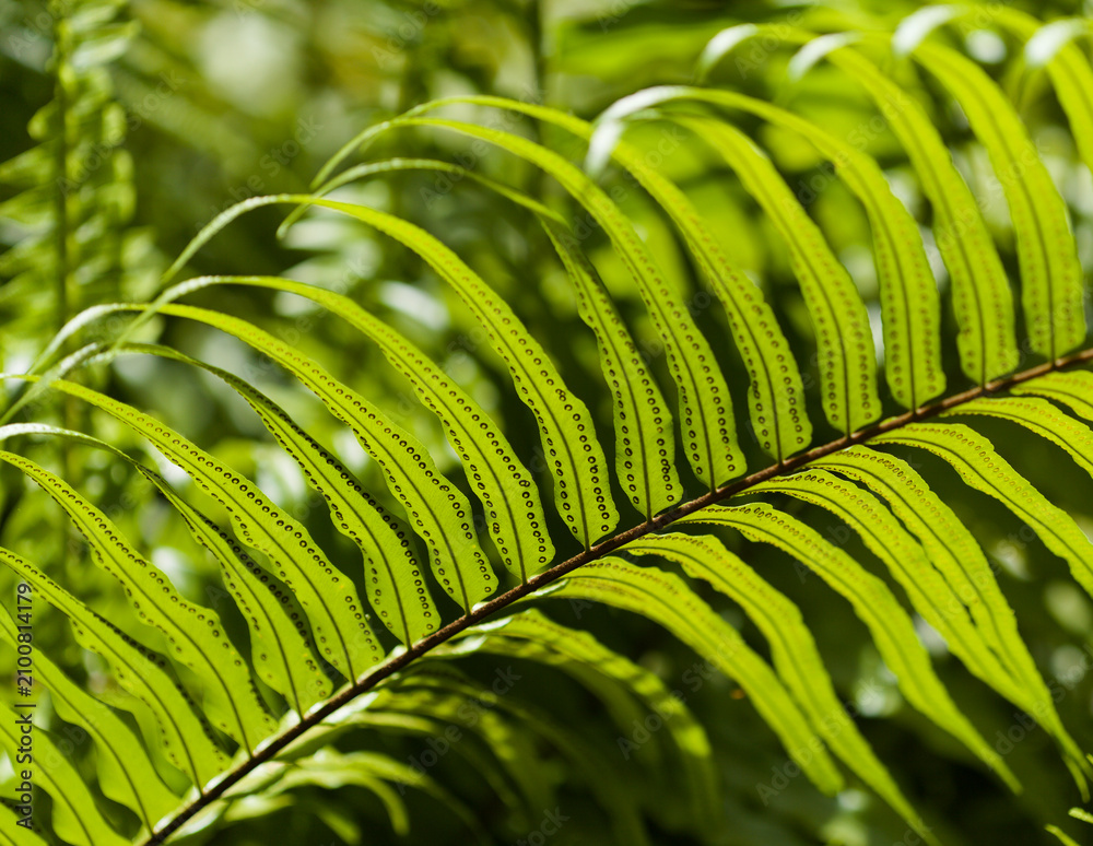 Fototapeta premium Detailed Close-Up of a Vibrant Green Giant Sword Fern Frond in Bright Sunlight