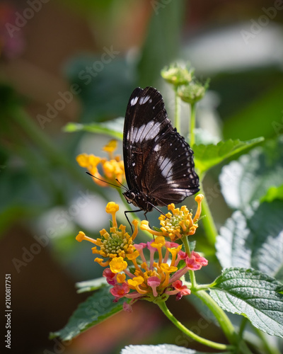 Great Eggfly Butterfly on a Bright Yellow and Red Flower