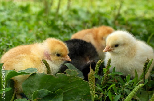 Fotografie Chicks wander through tall grass on a farm in the afternoon