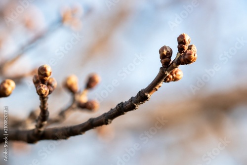 Close-up of a dormant winter tree branch with tight buds.