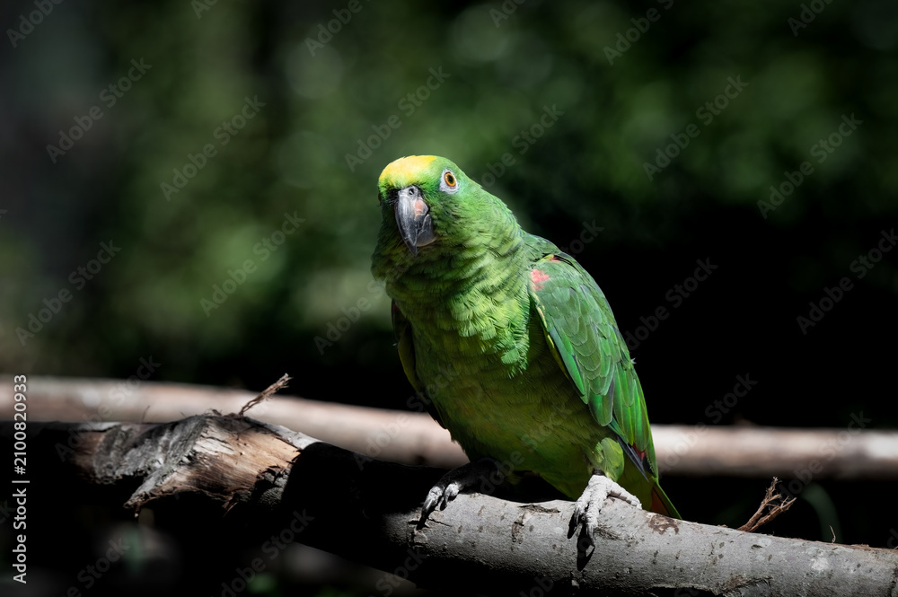 Obraz premium Yellow-crowned Amazon Parrot Perched on a Branch