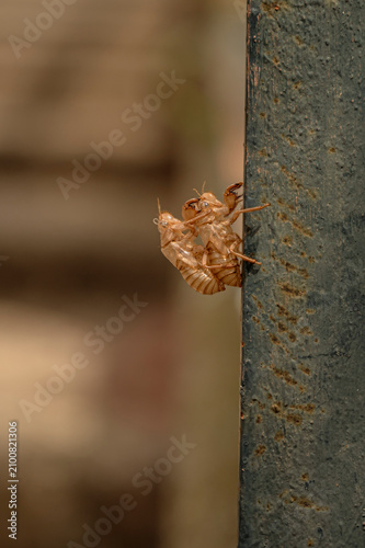 Fotografie Empty Cicada Exoskeleton Clinging to Metal Surface – Close Up of Insect Molting